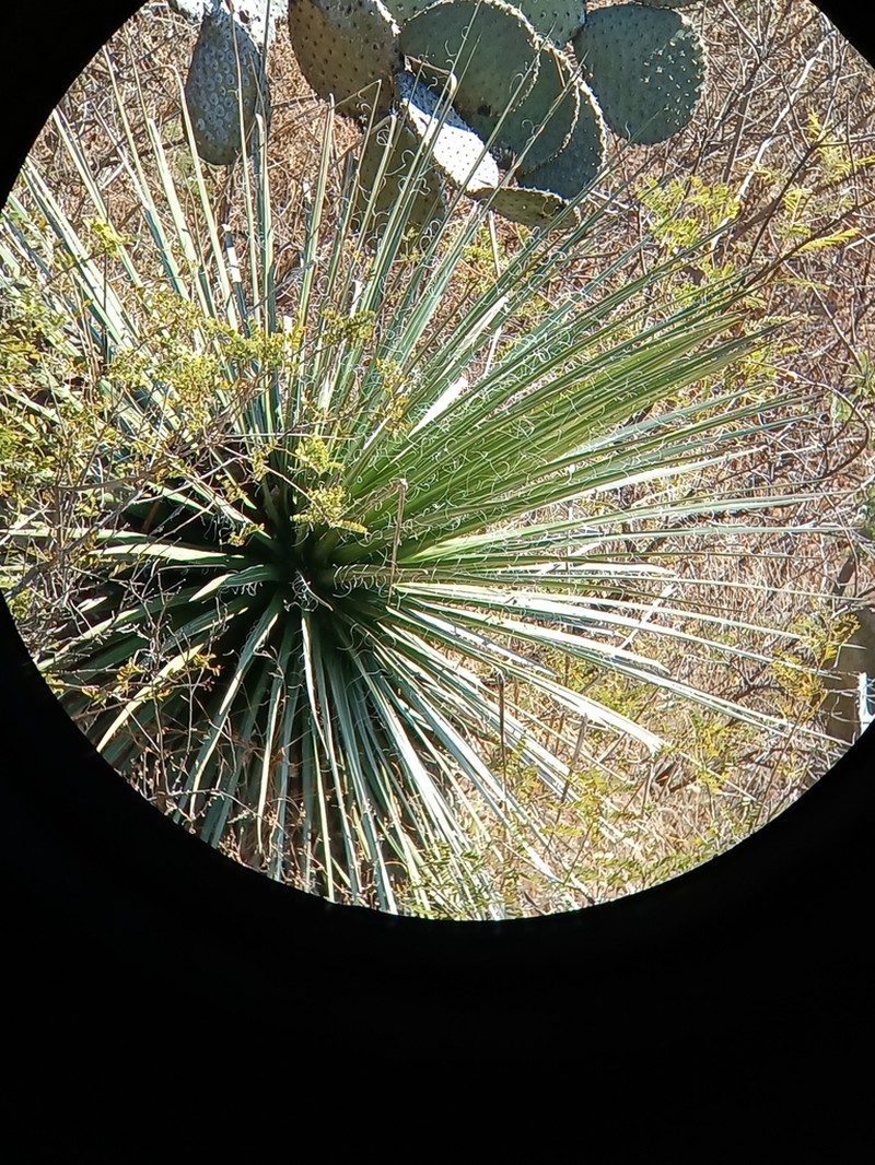 Agave multifilifera photo 5