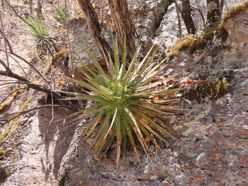 Agave multifilifera photo 6