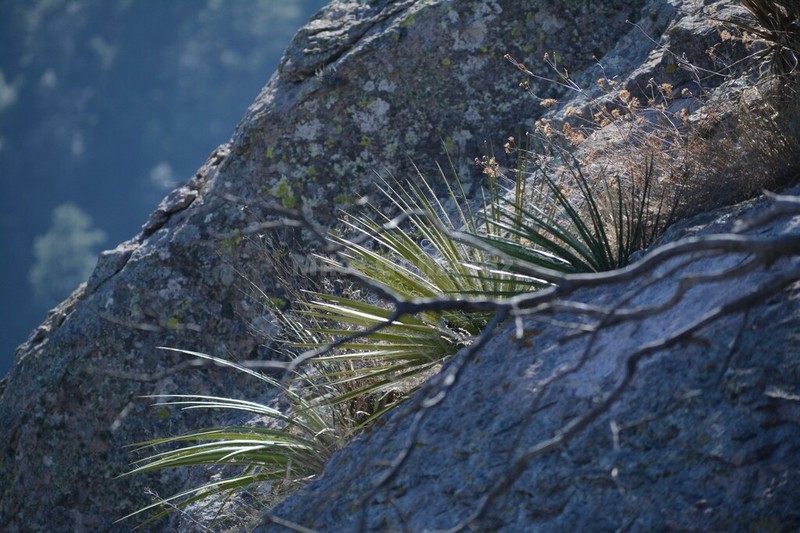 Agave multifilifera photo 7