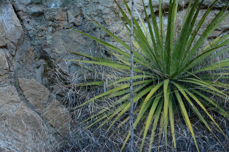 Agave multifilifera photo 8