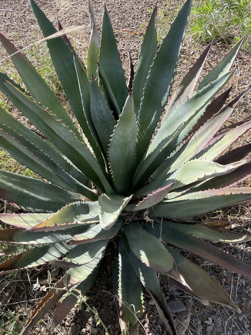 Murphey'S Century Plant photo 2