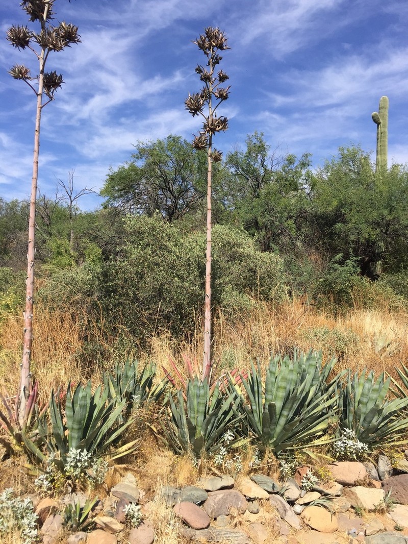 Murphey'S Century Plant photo 3