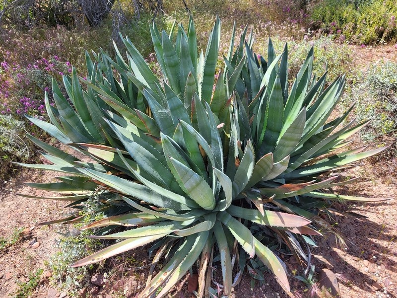 Murphey'S Century Plant photo 4