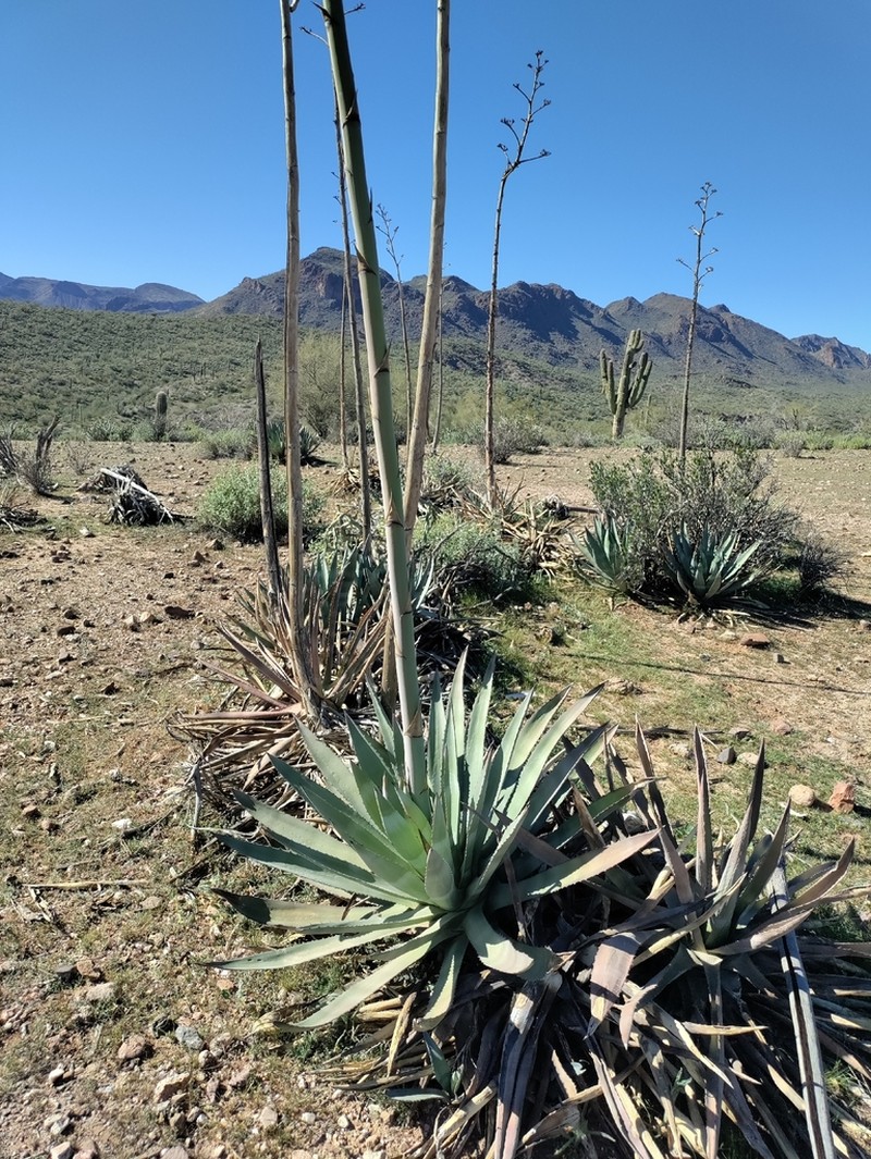 Murphey'S Century Plant photo 5