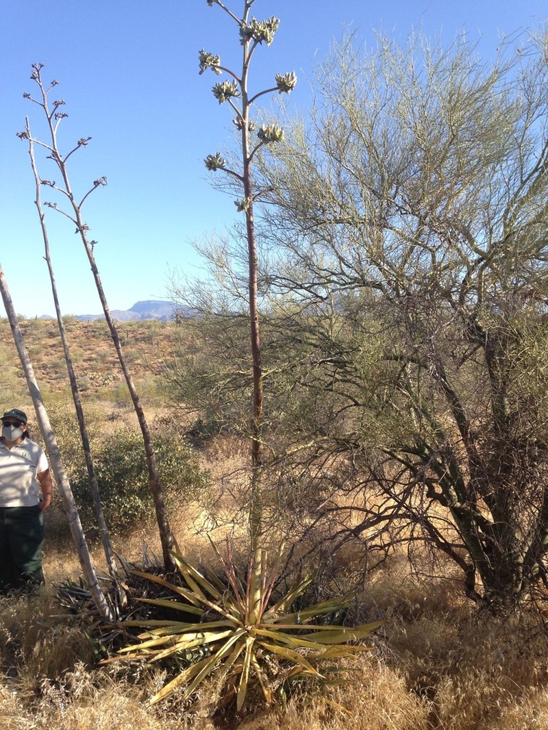 Murphey'S Century Plant photo 6