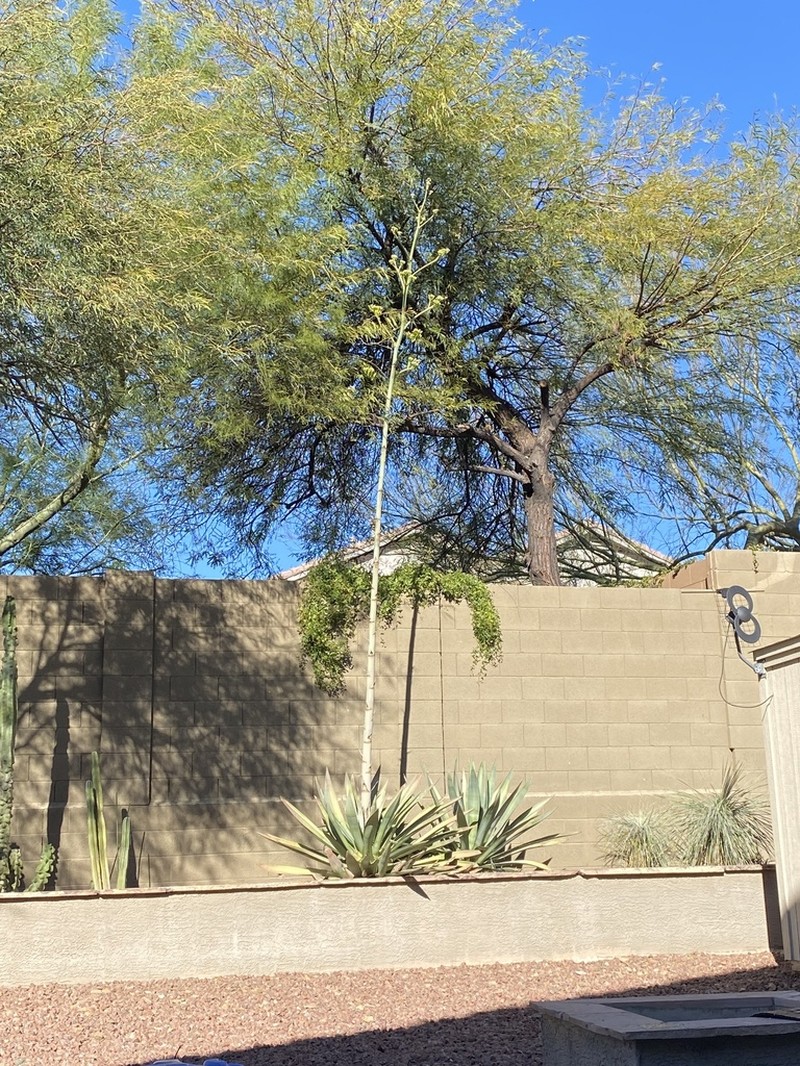 Murphey'S Century Plant photo 7