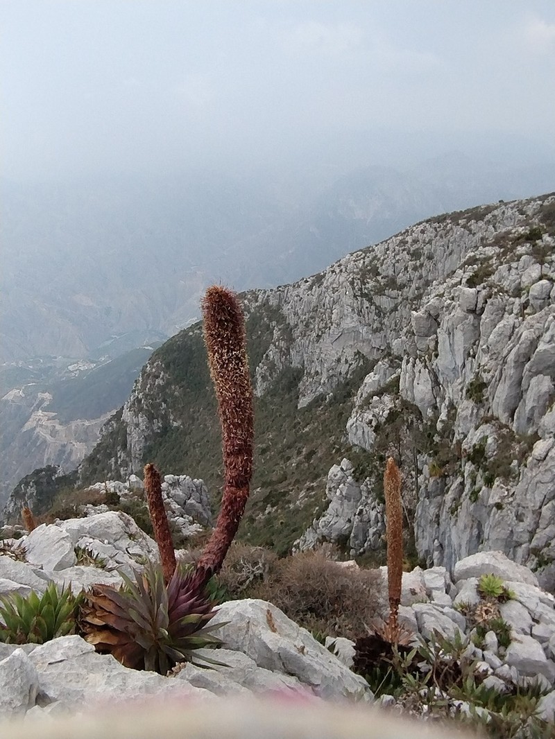 Agave muxii