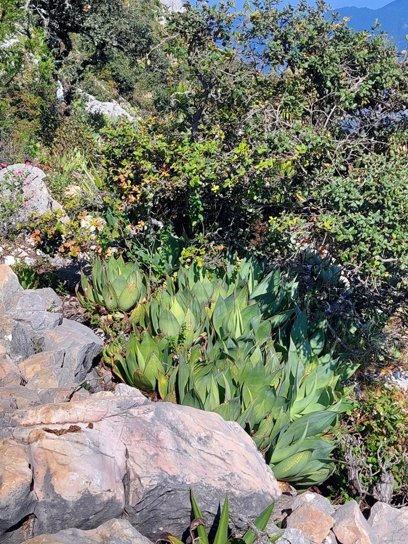 Agave muxii photo 2