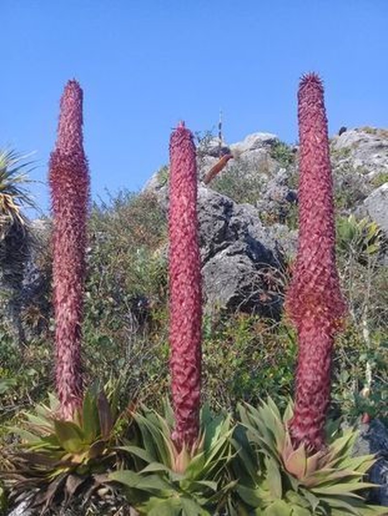 Agave muxii photo 3