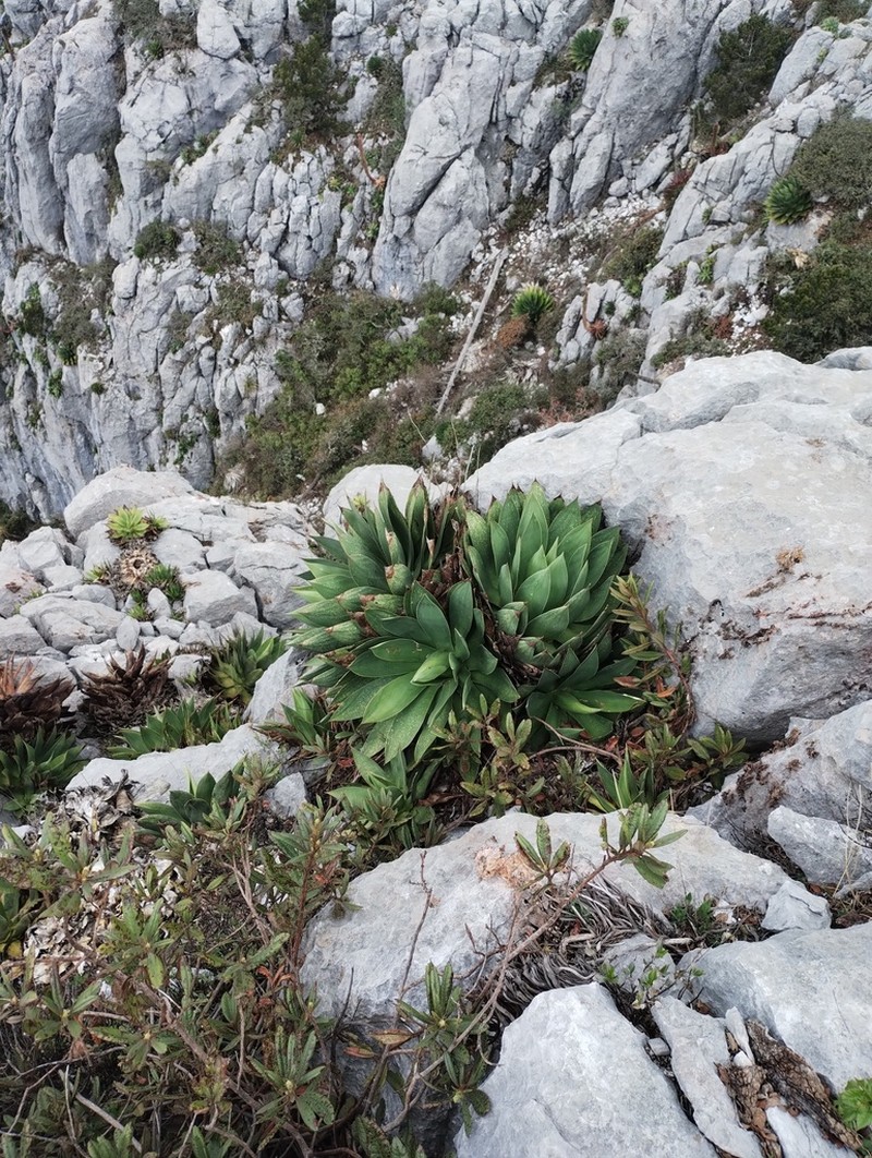 Agave muxii photo 4