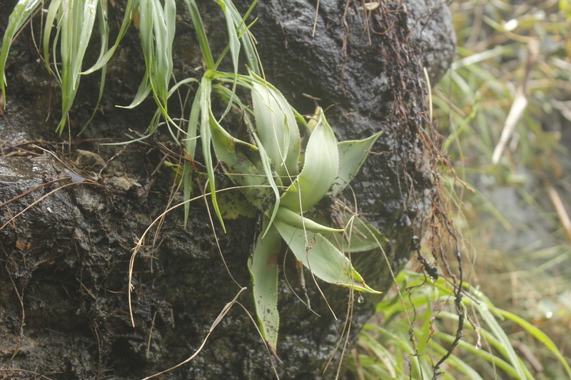 Agave muxii photo 5