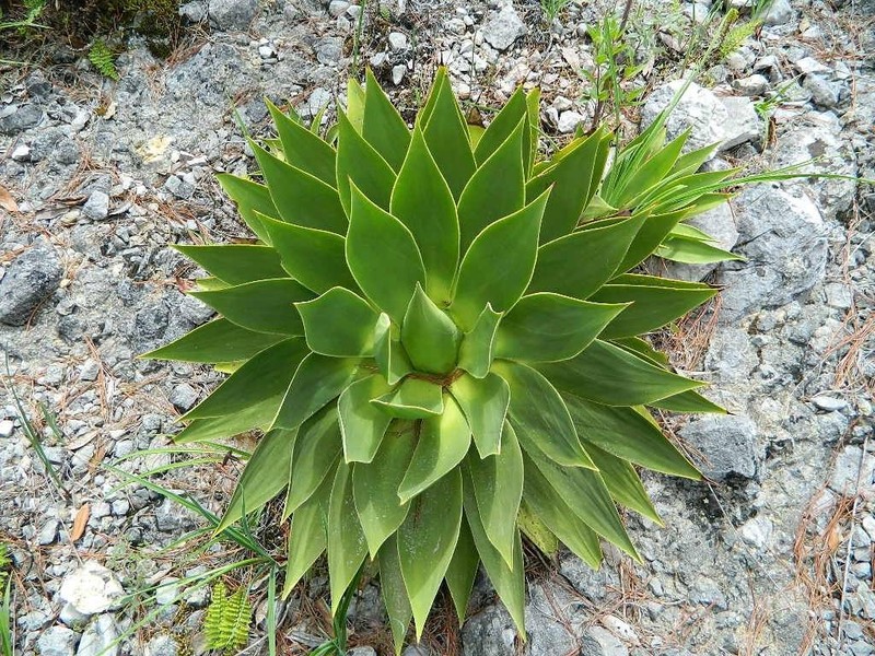 Agave muxii photo 6