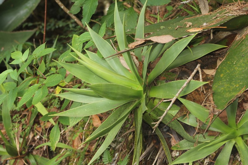 Agave muxii photo 7