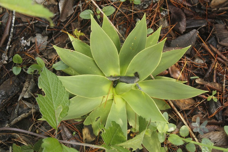 Agave muxii photo 8