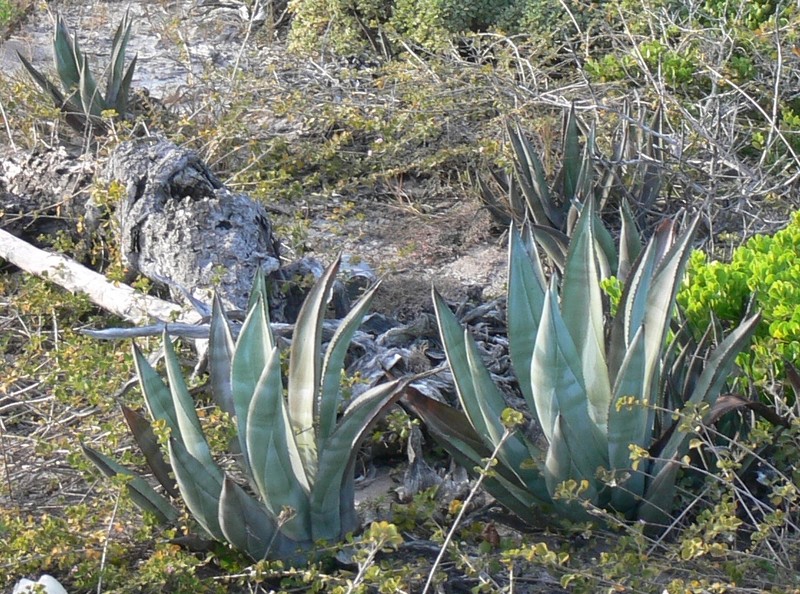 Agave nashii photo 2