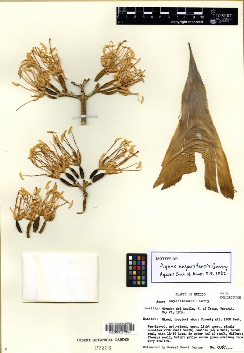 Agave nayaritensis