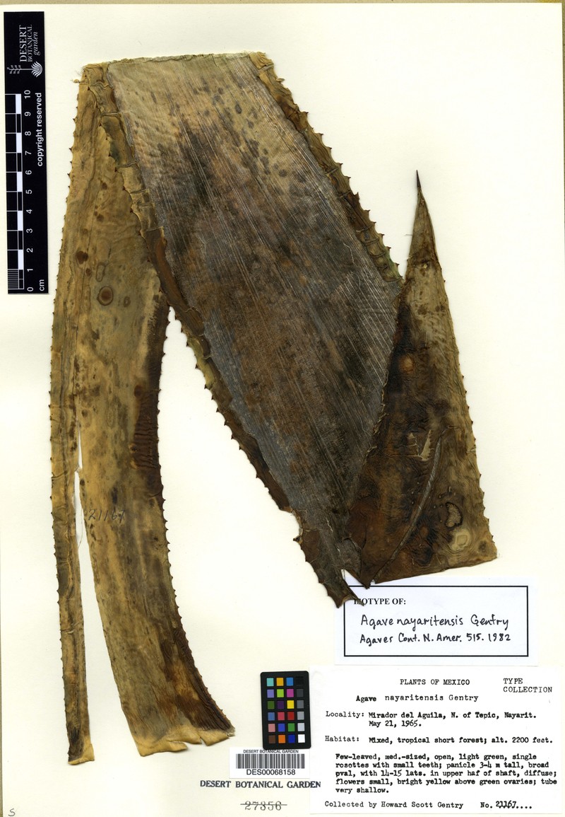 Agave nayaritensis photo 2