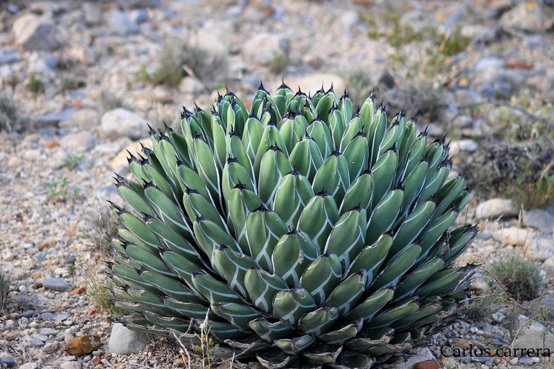 Agave nickelsiae