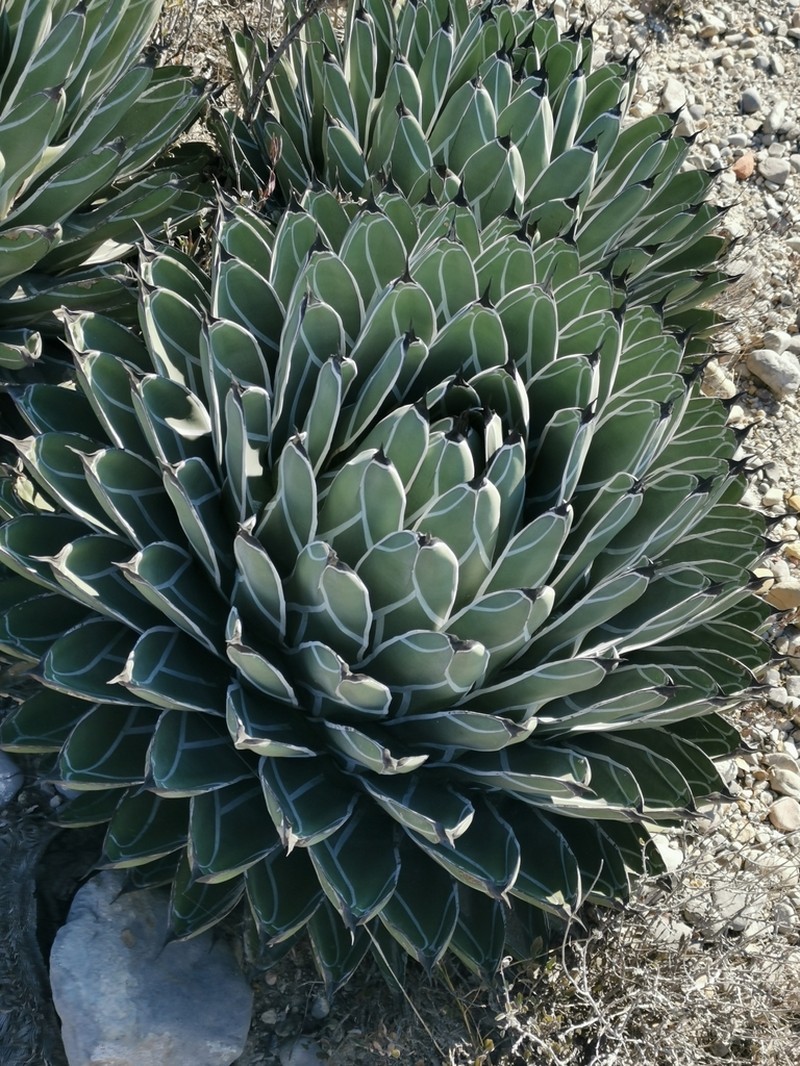 Agave nickelsiae photo 2