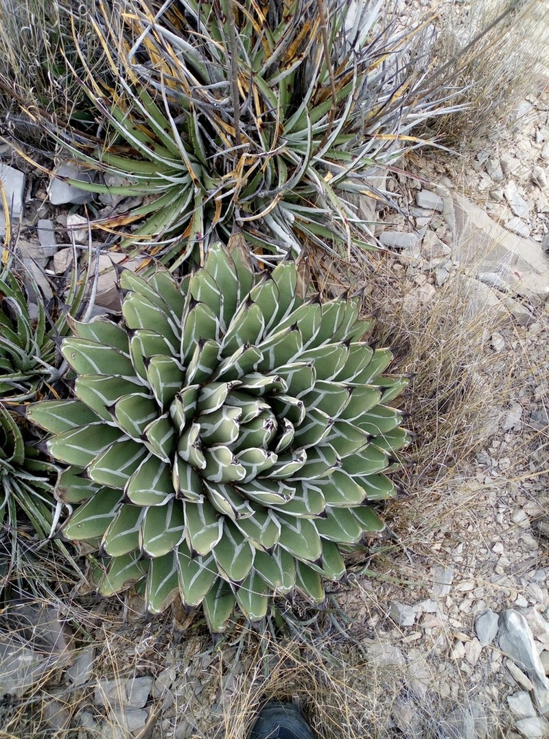 Agave nickelsiae photo 3