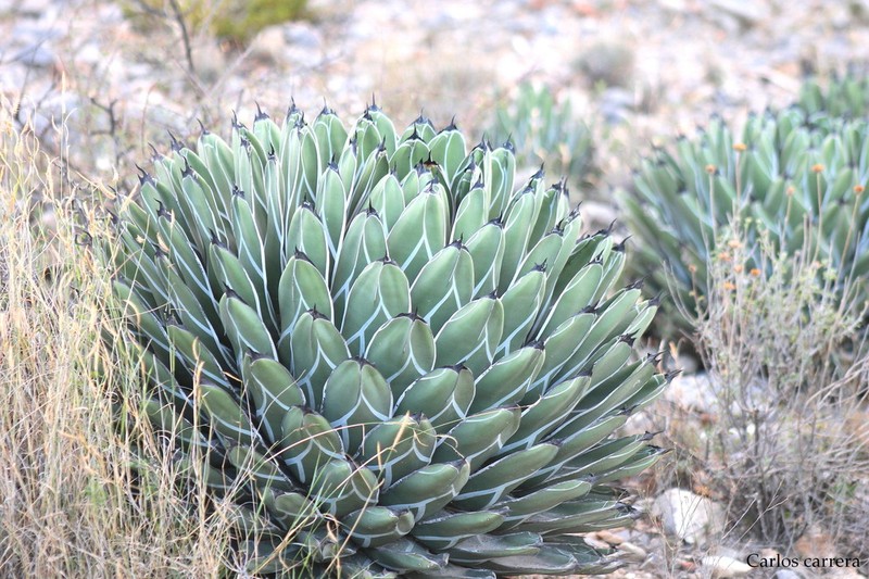 Agave nickelsiae photo 4