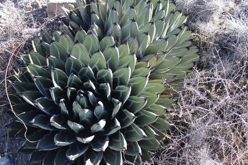 Agave nickelsiae photo 5