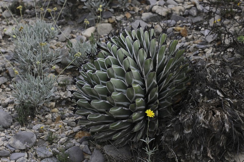 Agave nickelsiae photo 6