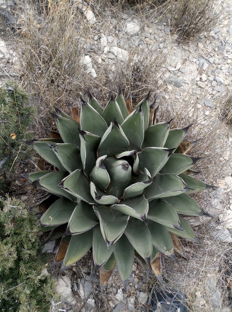 Agave nickelsiae photo 7