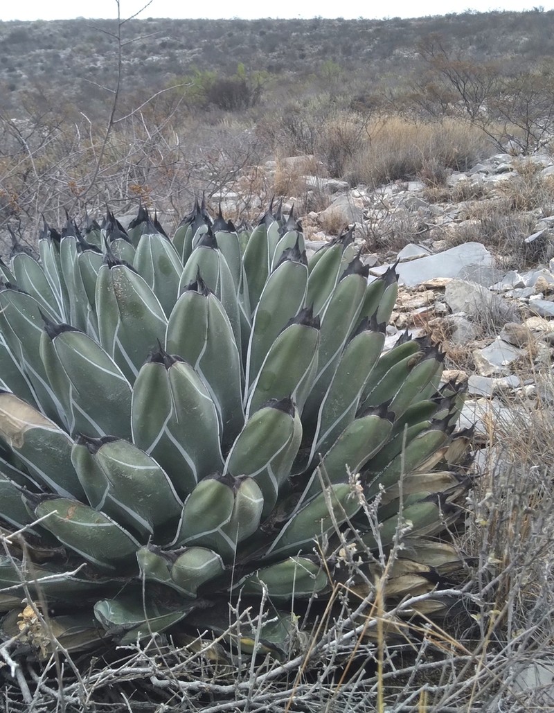 Agave nickelsiae photo 8