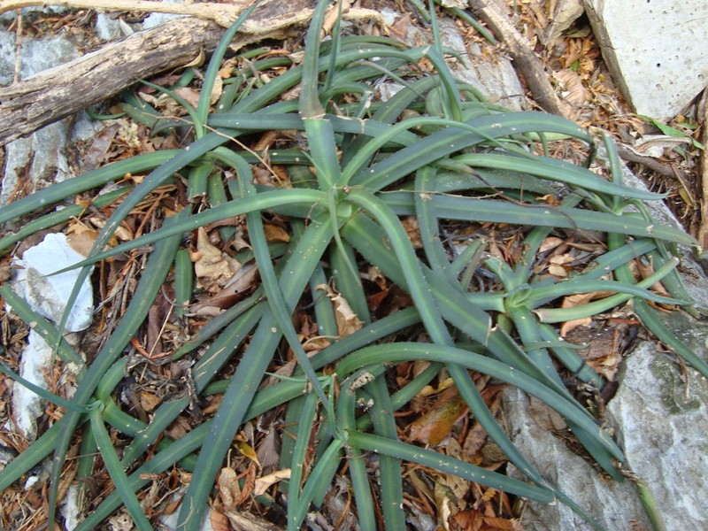 Agave nizandensis photo 2