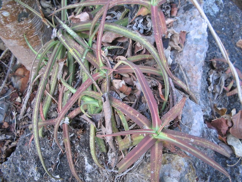 Agave nizandensis photo 3