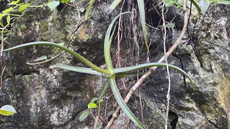 Agave nizandensis photo 4