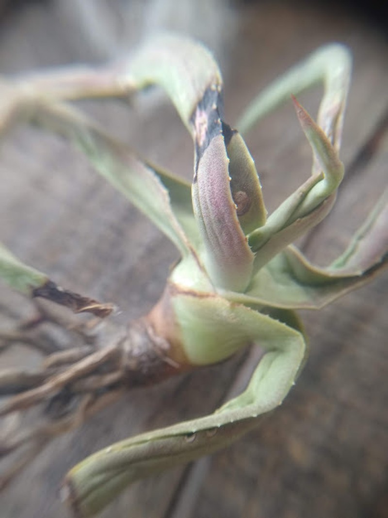 Agave nizandensis photo 5