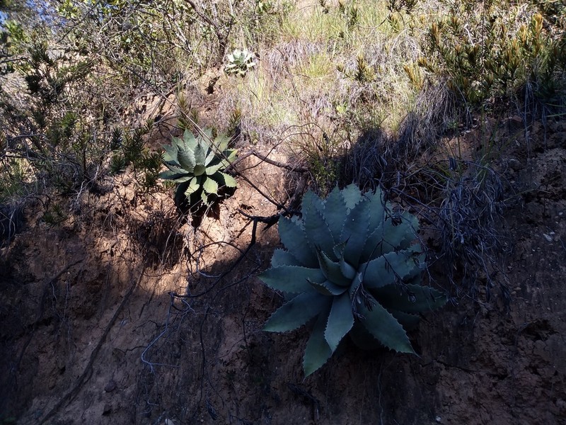 Agave nuusaviorum photo 2