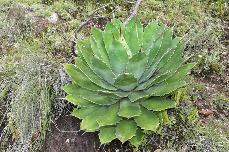 Agave nuusaviorum photo 3