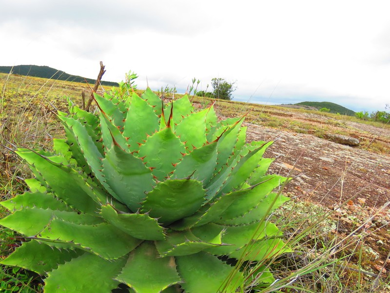Agave nuusaviorum photo 4