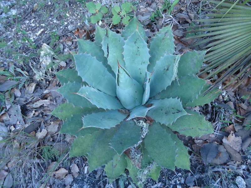 Agave nuusaviorum photo 5