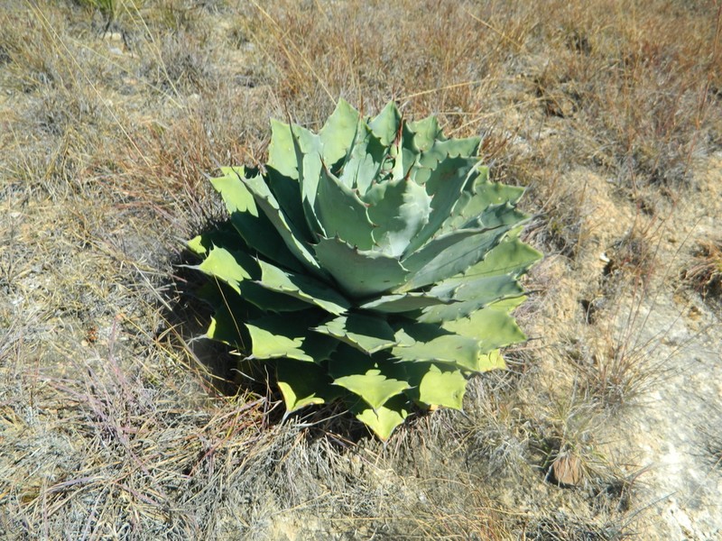 Agave nuusaviorum photo 6