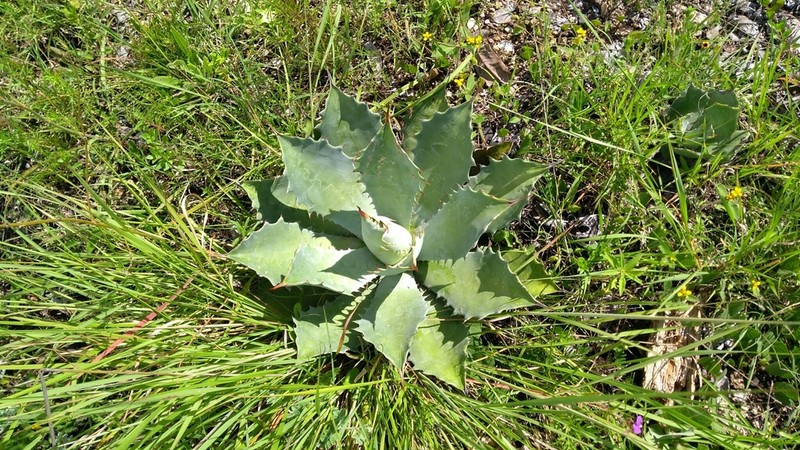 Agave nuusaviorum photo 7