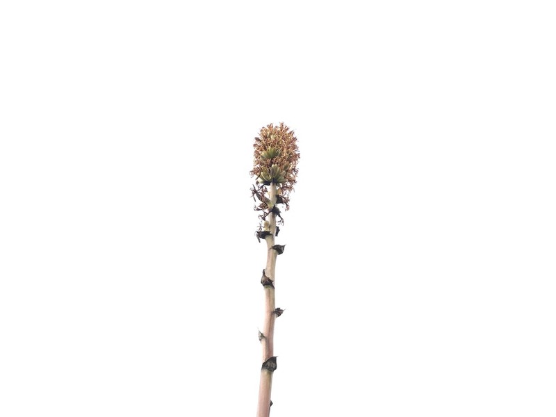 Agave nuusaviorum photo 8