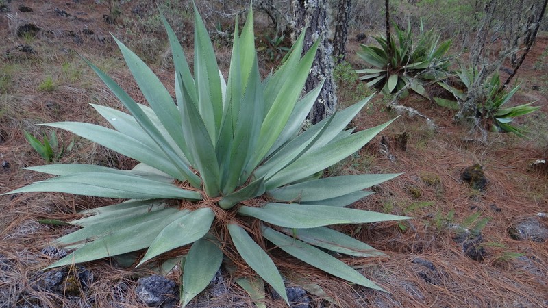 Agave obscura photo 2