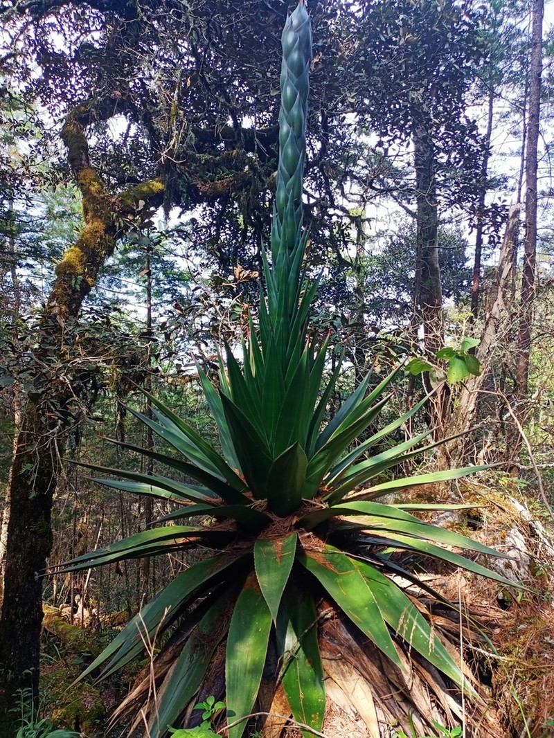 Agave obscura photo 3