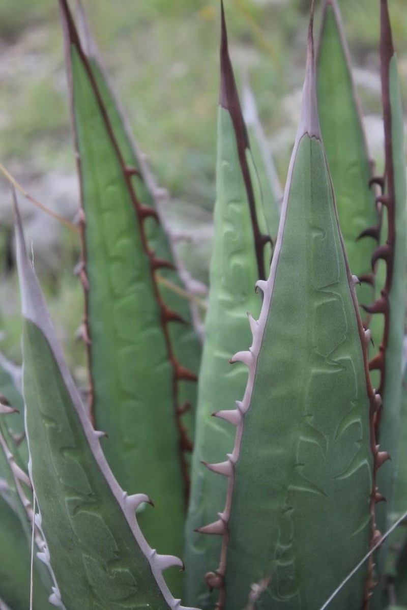 Agave obscura photo 4