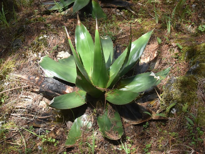 Agave obscura photo 5