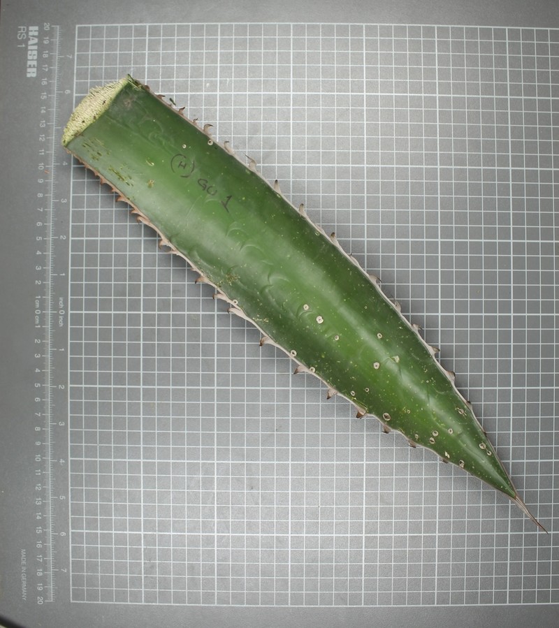 Agave obscura photo 6