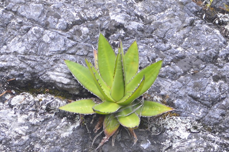 Agave obscura photo 7