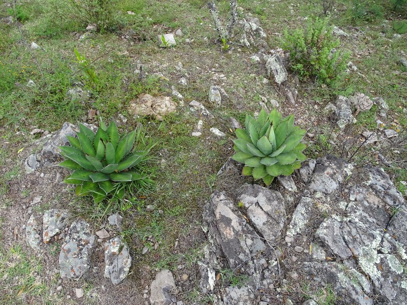 Agave obscura photo 8