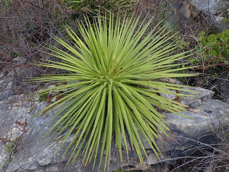 Agave ocahui