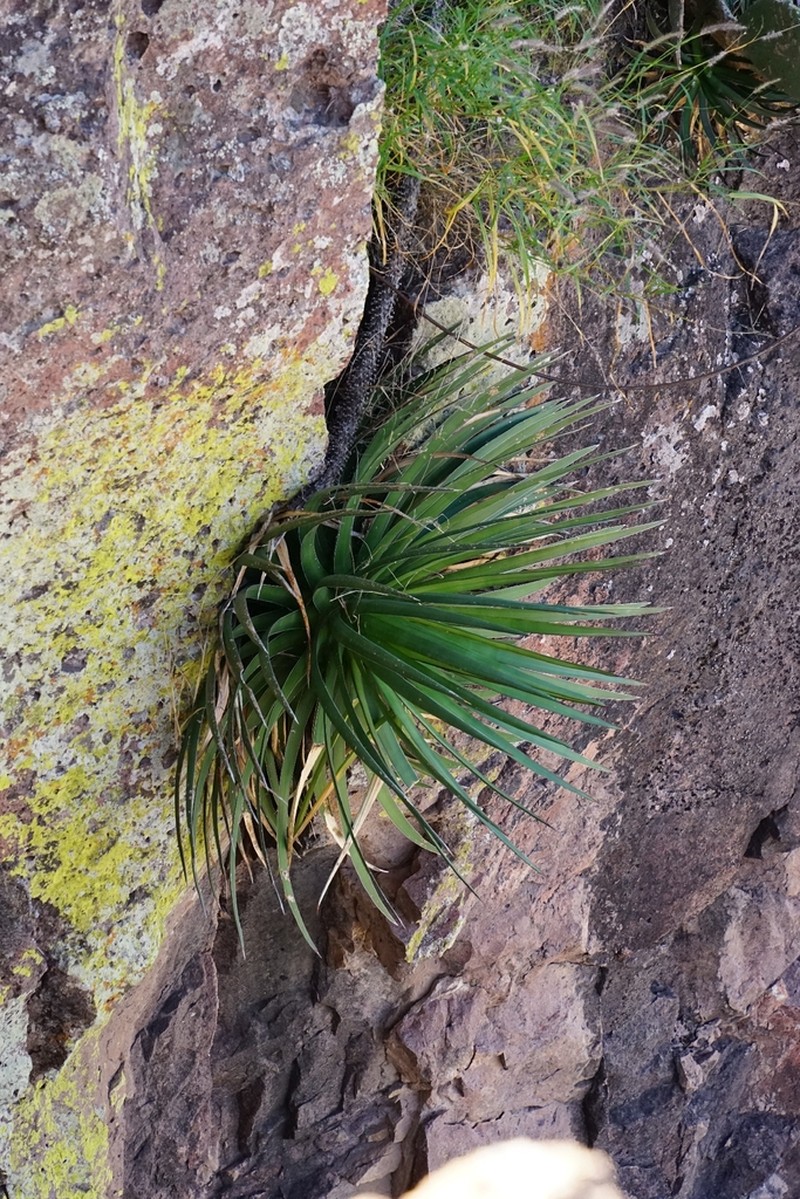 Agave ocahui photo 2