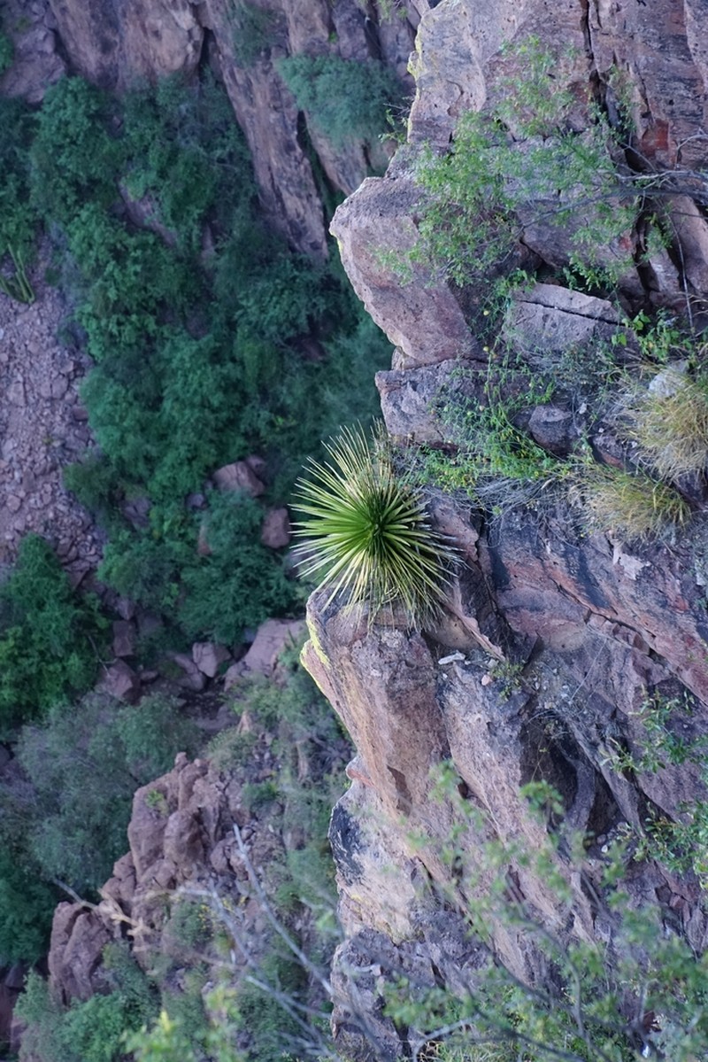 Agave ocahui photo 3
